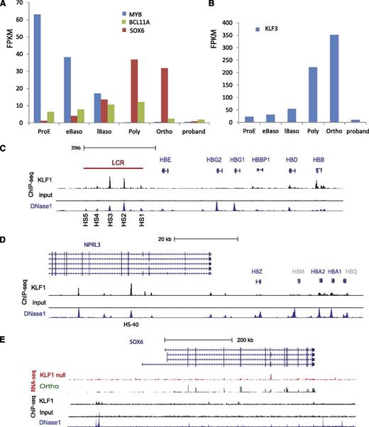 Figure 4. KLF1 regulates hemoglobin switching. (A-B) Absolute expression of MYB, BCL11A, SOX6, and KLF3 (in FPKM) during 5 stages of normal human erythroid cell differentiation from CD34+ cells compared with the proband. There is marked downregulation of SOX6 and KLF3 expression and moderate downregulation of BCL11A expression in the proband. (C) KLF1 occupies the human HBB gene promoter and 4 sites in the locus control region (LCR) that correspond to known DNase1 HS sites (K562 cells). KLF1 occupancy is greatest at HS2 and HS3. It does not occupy the HBE, HBG1, and HBG2 gene promoters in definitive erythroid cells. (D) KLF1 occupies the human HBA1 and HBA2 gene promoters and the HS sites at −40 kb (within the body of the NPRL3 gene) and further upstream. It does not bind the embryonically expressed HBAZ gene promoter in adult cells. HBM and HBQ are colored gray as they represent pseudogenes. (E) SOX6 expression is markedly reduced in KLF1-null erythroid cells (red RNA-seq track) compared with orthochromatic erythroblasts (green RNA-seq track). KLF1 occupies a site approximately 100 kb upstream of the most 5′ of the SOX6 exons (black track). This corresponds to a putative enhancer, as indicated by DNAse1 hypersensitivity in K562 cells (blue track). See Figure 5’s legend for explanation of the generation and coding of the custom tracks.