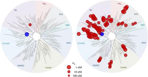 Figure 1. Entospletinib shows greater selectivity for Syk than for R406. The blue circle represents Syk. Kinase activity for entospletinib is illustrated on the left, and kinase activity for R406 is illustrated on the right. Entospletinib is Syk-selective (Syk Kd = 7.6 nM, with only 1 other kinase with a Kd < 100 nM). R406 is nonselective (Syk Kd = 15 nM, with 25 kinases with Kd < 15 nM and 54 additional kinases with Kd < 100 nM).