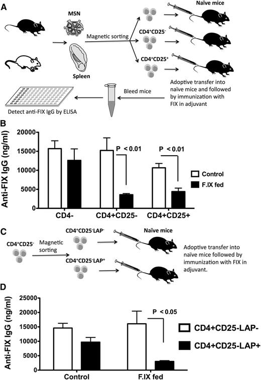 Figure 5. Plant-based oral tolerance induces CD4+CD25+ Tregs and LAP+CD25−CD4+ Tregs. (A) Experimental outline of adoptive transfer. CD4−, CD4+CD25−, and CD4+CD25+ cells were purified via magnetic sorting from spleens and MLNs of FIX-fed/intravenously challenged hemophilia B mice and pooled. Doses of 106 cells per mouse were adoptively transferred into strain-matched mice via tail vein injection. Control cells were from naive mice. After 24 hours, all recipient mice (n = 5-8 per group) were challenged with 1 IU FIX in adjuvant via subcutaneous injection. IgG titers against FIX (B) were determined 3 weeks later. (C) Purified CD4+CD25− cells were further divided into LAP+ and LAP− cells via magnetic sorting. The cells were adoptively transferred (n = 4-6 per group), followed by immunization with FIX. IgG titers against FIX (D) were determined 3 weeks later. Control mice had received cells from naive mice. Data are average ± SEM. Shown are data from 2 independent experiments that showed similar results.