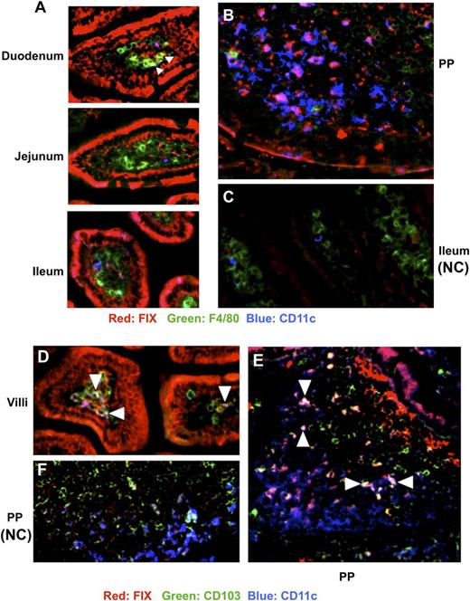 Figure 6. Uptake of luminal FIX antigen by APCs in the small intestine. Immunohistochemistry of small intestine of hemophilia B mice. (A) Representative sections of villi from duodenum, jejunum, ileum, or (B) PP stained with antibody against FIX (red), F4/80 (green), and CD11c (blue) of mice fed with CTB-FIX expressing plant material. (C) Same stain of villi from ileum of a control mouse fed with WT material (NC, negative control). (D) Staining with antibody against FIX (red), CD103 (green), and CD11c (blue) of villi or (E) PPs from a mouse fed with CTB-FIX expressing or (F) WT plant material. Triangles in panel A point to yellow FIX+F4/80+ cells (yellow). Purple cells in panels A, B, and D are FIX+CD11c+ DCs. White/light blue cells in panels D and E are FIX+CD11c+CD103+ DCs (examples are indicated with triangles).
