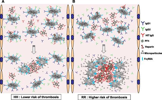 Figure 5. Proposed schematic representation of the interaction of HIT IgG and normal IgG subclasses with platelets according to the FcγRIIA H131R polymorphism. (A) In FcγRIIA HH–immunized patients, IgG2 (green) and IgG1 (dark blue) may bind to FcγRIIA receptors (blue). This interaction thereby reduces the ability of HIT IgG (red) associated with PF4/H complexes to bind via their Fc fragment in either cis (intraplatelet) or trans (interplatelet) FcγRIIA receptors at a sufficient extent to activate platelets. (B) In FcγRIIA RR–immunized patients, IgG2 are not able to bind platelet FcγRIIA receptors, which therefore remain available to cross-link with a larger number of HIT IgG-PF4/H ICs, inducing more potent platelet activation with the release of larger amounts of phospholipid procoagulant microparticles. Together with enhanced synthesis of TF, this effect probably explains the higher risk of thrombosis in patients homozygous for the FcγRIIA R allele.