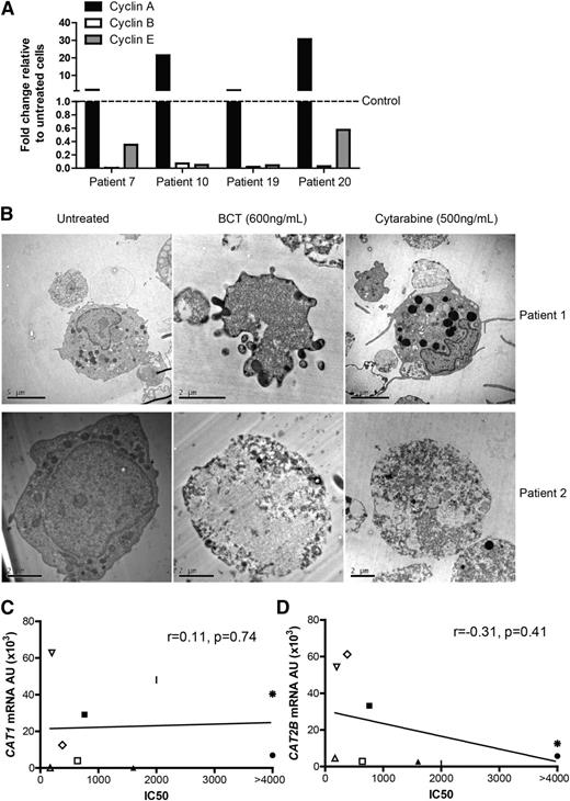 Figure 6. BCT-100 induced cell cycle arrest leads to necrotic cell death. (A) Relative expression of cyclins A, B, E in BCT-100–treated AML patient blasts compared with untreated controls (hashed line) were investigated by qPCR. Representative data of 4 patients shown. (B) AML blasts from patients were treated with BCT-100 (600 ng/mL) or cytarabine (500 ng/mL) for 72 hours. Analysis of cell death was performed by transmission electron microscopy. Representative micrographs of 2 of 5 patients shown. Left panel, Untreated cells. Middle panels, Posttreatment with 600 ng/mL BCT-100. Features consistent with organelle enlargement and cell membrane permeabilization. Right panels, Posttreatment with 500 ng/mL cytarabine. Features consistent with nuclear fragmentation bodies and preserved membrane integrity. Experiments performed on 3 separate occasions. (C) Sensitivity to BCT-100 does not correlate with CAT1 expression (D) and only mildly with CAT-2B expression (r = −0.31, P = .41).