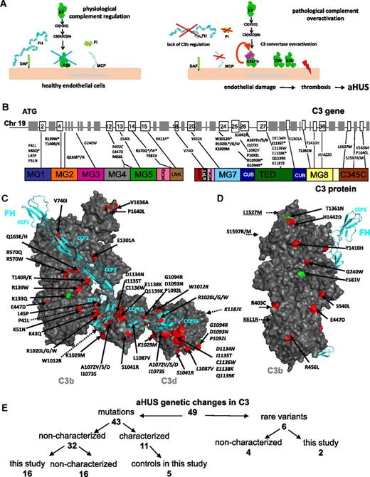 Figure 1. Role of complement in aHUS and localization of the aHUS mutations in C3. (A) Role of complement alternative pathway in the physiopathology of aHUS. The alternative complement pathway is continuously activated by the spontaneous transformation of the biologically inactive central complement component C3 into a biologically active form C3(H2O) to serve as a first line of defense against pathogens. C3(H2O) interacts with factor B to form the fluid phase complex C3(H2O)Bb, which has a C3 convertase activity, ie, it is able to cleave native C3 into biologically active fragments C3a (with proinflammatory activity) and C3b (which binds covalently to the cell surface). On the surface of pathogens, the complement cascade proceeds, but on healthy host cells (including the endothelial cells represented here) deposited C3b is rapidly inactivated by regulatory molecules, including MCP, FH, and FI. In case of FB binding and C3 convertase formation, it is dissociated by FH and DAF. These regulatory proteins protect healthy cells from complement overactivation and thereby prevent excessive host tissue damage. In case of mutations of the complement regulators FH, MCP, or FI, complement regulation may become inefficient. When mutations in the components of the C3 convertase (C3 and FB) are present, they may induce a formation of an overactive C3 convertase or a convertase, which is resistant to regulation. In both cases, the complement cascade is be activated on the glomerular endothelial cell surface, leading to endothelial damage, thrombosis, erythrocyte lysis–aHUS. (B) Mapping of the aHUS mutations on the C3 gene and protein. The individual exons and protein domains are indicated. Genetic changes indicated in bold are functionally characterized in this study. Rare variants are indicated in italics. Mutations marked with * are recurrent, being found in 2 or more unrelated patients from different cohorts. (C) Mapping of the aHUS mutations on the surface of C3b and C3d (in gray) in a complex with FH domains CCP1-4 and CCP19-20 (in cyan). Mutations are colored red and rare polymorphisms are green. The genetic changes characterized here are given in bold. The model is reconstructed using the structures of C3b-FH 1-48 and C3d-FH 19-20.6 (D) Side view of the C3b molecule with mapped aHUS mutations. This surface holds the binding site of the substrate molecule C3, which enters into the convertase to be cleaved. Not visible on C and D are 2 polymorphisms (indicated with dashed arrows) that are located on the surface, opposite to the FH binding site. Further, one mutation (S1597R/M) is buried in the interior of the protein, near the surface and opposite the FH binding site (indicated also with a dashed arrow). The numbering of the mutated residues is according to the mature protein sequence, lacking the 22-amino-acid signal peptide. (E) Summary of the genetic changes in C3 found in aHUS and characterized in this study.