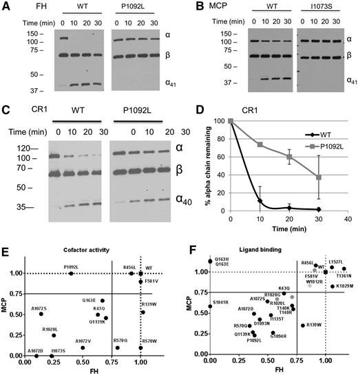 Figure 5. Functional evaluation of the C3 mutations: cofactor activity. The cofactor activity of FH or MCP toward the cleavage of the recombinant mutant C3 proteins by FI was assessed by western blot. The appearance of the α41 band indicates the cleavage. (A) Representative image for FH. (B) Representative image for MCP. (C) Representative image for CR1. (D). Example for the quantification of the western blot for CR1. (E) Two-dimensional plot representing the fraction of cofactor activity remaining relative to WT for MCP vs FH for each mutation. The dashed lines indicate the cofactor activity in case of WT, and the solid lines represent the 25% confidence limits below which the decrease was considered relevant for the disease. (F) Two-dimensional plot representing the fraction of WT binding for MCP vs FH for each mutation as shown in Figures 2 and 3. The dashed lines indicate the WT binding, and the solid lines represent the 25% confidence limits below which the decrease of the binding was considered relevant for the disease.