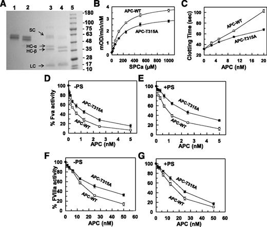 Figure 1. SDS-PAGE analysis of recombinant PC derivatives and their characterization in amidolytic, plasma-based clotting, and purified systems. (A) Recombinant PC-WT and PC-T315A (lanes 1 and 2, respectively) were fractionated on a 10% SDS-PAGE under nonreducing and reducing conditions (lanes 3 and 4, respectively). Lane 5 represents molecular mass standards in kDa. SC, single chain; HC-α, heavy chain α; HC-β, heavy chain β; LC, light chain. (B) Amidolytic activity of APC-WT (○) and APC-T315A (●) (5 nM each) toward the chromogenic substrate SpPCa. (C) Plasma clotting activity of APC-WT (○) and APC-T315A (●) were determined as a function of increasing concentrations of proteases (0-20 nM) at 37°C as described in “Materials and methods.” (D-E) FVa (2.5 nM) degradation by APC-WT (○) and APC-T315A (●) in the absence (D, 10 minutes) and presence (E, 1 minute) of protein S (110 nM) was analyzed by incubating increasing concentrations of each protease with the cofactor on PC/PS vesicles (25 μM) in TBS/Ca2+ in a 96-well assay plate. The remaining cofactor activity of FVa was determined by a prothrombinase (1 nM FXa and 1 μM prothrombin for 1 minute) assay as described in “Materials and methods.” (F-G) FVIIIa (20 nM) degradation by APC-WT (○) and APC-T315A (●) in the absence (F, 30 minutes) and presence (G, 5 minutes) of protein S (110 nM) was analyzed by incubating increasing concentrations of each protease with the cofactor on PC/PS vesicles (50 μM) in TBS/Ca2+ in a 96-well assay plate. The remaining cofactor activity of FVIIIa was determined by an intrinsic Tenase (1 nM FIXa and 200 nM FX for 2 minutes) assay as described in “Materials and methods.” Data in panels B-G are derived from 3 independent measurements (± standard deviation).