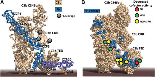 The impaired FI degradation of mutant C3 molecules identified in aHUS patients can be rationalized by crystal structures of C3b-FH complexes. (A) The structure of C3b in complex with FH CCP domains 1 to 46 combined with that of C3d in complex with FH CCP19-20 and a model GAG.7 C3d is a final degradation product of C3b, comprising basically only the thioester-containing domain (TED). Notice that the 2 extremes of FH may bind to the same C3b molecule with the intervening CCP domains looping out,8 but simultaneous interaction of FH with 2 activator-bound C3b molecules cannot be excluded either. FH CCP1-4 is recognized by 4 MG domains, the CUB domain, and the TED in C3b, whereas FH CCP19-20 is only contacting the C3b TED. An additional complication is that FH CCP19 interacts with the C3b TED, whereas FH CCP20 can interact with host cell membrane-linked GAG as indicated here or a nearby molecule of C3d.9 (B) A large number of mutant C3 residues identified in aHUS patients by Schramm et al give rise to lower cofactor activity of FH and MCP (colored circles). They are all located directly in or near to the binding interface for FH on C3b (blue residues). The figure was prepared with PyMOL10 by the combination of Protein Data Bank ID codes 4ONT7 and 2WII.6