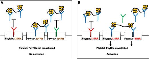 Rollin et al describe the role of IgG in modulating HIT-antibody–mediated platelet activation. (A) When plasma IgG1 (red “Y”) or IgG2 (green “Y”) bind to the platelet IgG receptor, FcγRIIA 131HH, HIT antibody (blue “Y”) binding to FcγRIIA is inhibited (black “T”). FcγRIIA is not crosslinked and platelets are not activated. (B) Plasma IgG1 binds effectively to FcγRIIA 131RR and inhibits HIT-antibody binding, but relatively more FcγRIIA receptors are left unoccupied because IgG2 binds poorly to 131RR. HIT antibodies can then bind to unoccupied receptors and crosslink them, resulting in platelet activation. The black squiggle denotes heparin or other glycosaminoglycans and the orange tetramer depicts PF4.