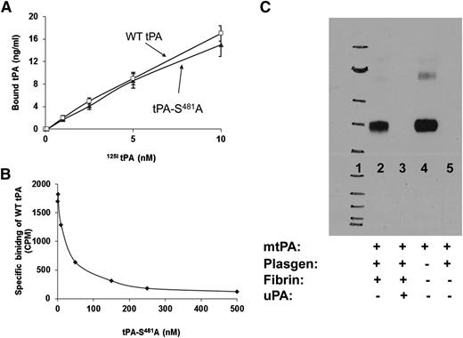 Figure 1. Interaction of tPA-S481A with fibrin and plasminogen. (A) The specific binding of catalytically inactive human tPA-S481A and WT-tPA (Bound tPA) to fibrin was measured.24 tPA-S481A and WT-tPA bind to fibrin with comparable affinity. Data represent results from 1 of 3 independent experiments. (B) tPA-S481A inhibits the binding of 125I-WT-tPA (5 nM) to fibrin.24 Data represent results from 1 of 3 independent experiments. (C) Binding of tPA-S481A to plasminogen. tPA-S481A was incubated with plasminogen (Plasgen; 100 nM each) and fibrin in the absence (lane 2) or presence (lane 3) of 1 µM uPA and in the absence of fibrin (lane 5). Lane 4 shows the positive control (80 nM human tPA-S481A). Complexes were immunoprecipitated with anti-plasminogen antibody and detected with anti-tPA antibody.26 tPA-S481A binds to plasminogen, forming a stable complex (lane 2) in the presence, but not in the absence, of fibrin, as shown in lane 5, where tPA-S481A and plasminogen were incubated alone. Binding of tPA-S481A is inhibited by uPA (lane 3). Lane 1 shows the molecular weight markers. Data represent results from 1 of 3 independent experiments. mtPA, mutant tPA; plasgen, plasminogen.