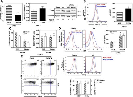 Figure 5. DUSP4 inhibition ameliorates TCR signaling in senescent CD4+ T cells. (A and B) After 2 rounds of stimulation with anti-CD3/anti-CD28 Abs, activated CD4+ T cells from 3 independent healthy individuals were nucleoporated with 1.5 μg SCR or DUSP4 siRNAs. Twelve hours after transfection, T cells were stimulated on plates coated with anti-CD3/anti-CD28 Abs for 2 days. DUSP4 and DUSP6 transcript or protein levels were then evaluated by quantitative PCR (left and middle) or immunoblot (right). The ratios of DUSP4 over α-tubulin proteins are indicated below the gels. pERK content was determined by PhosphoFlow in siRNA-transfected T cells restimulated by CD3 cross-linking (B). Representative plots of the MFI of pERK in transfected CD4+ T cells are shown (left). Results show the mean pERK content in transfected CD4+ T cells ± SD (right). (C-E) CD4+ T cells from 3 independent elderly or ICL subjects were nucleoporated with 1.5 μg SCR or DUSP4 siRNAs and then stimulated for 2 days, as described earlier. siRNA-transfected cells were recovered and tested for DUSP4 and DUSP6 expression (C) and for their pERK content after CD3 cross-linking (D). On day 3 after stimulation, the frequencies of CD27-expressing cells CD4+ T cells and levels of CD40L expression were determined by flow cytometry and shown as the percentage increase after DUSP4 silencing (E). Results represent the mean ± SD or are representative of 3 independent experiments. *P < 0.05 and **P < 0.005 compared with SCR siRNA-transfected CD4+ T cells (as determined using the Mann-Whitney U test).