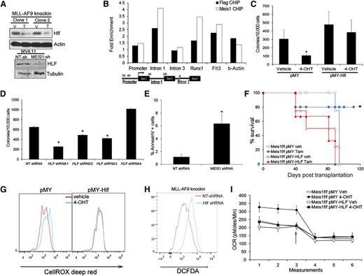 Figure 4. Meis1 regulates oxygen flux and ROS via HLF. (A) Western blots showing levels of HLF in control and Meis1-depleted MLL-AF9 knockin, and MV4;11 cells. (B) Meis1f/f MLL-AF9 knockin cells were transduced with Meis1 or FLAG-Meis1 and ChIP performed using anti-Meis1 or anti-FLAG antibodies or control IgG. The bar graph depicts fold enrichment of the various regions of the Hlf locus relative to IgG. Previously described genomic regions related to Runx1 and Flt3 were used as positive controls. A schematic of the Hlf locus with location of PCR assays is depicted. (C) Meis1f/f MLL-AF9 knockin cells were transduced with retrovirus-expressing HLF (pMY-HLF) or control (pMY). The bar graph depicts colonies formed by transduced cells cultured in the presence of vehicle or 4-OHT. *P < .01. (D) Bar graph depicting colonies formed by MLL-AF9 knockin cells transduced with NT or 4 different Hlf-shRNAs. Data are mean ± SEM. (E) Bar graph depicting proportions of Annexin V+ cells in MLL-AF9 knockin cells transduced with NT or Hlf-shRNA. (F) Survival curves of mice transplanted with Meis1f/f MLL-AF9 knockin leukemic cells transduced with HLF or control (pMY) retrovirus. Recipients were treated with vehicle or tamoxifen. *P < .01, log-rank test. n = 4 to 5 mice per group. (G) Histograms depicting intracellular ROS in Meis1f/f MLL-AF9 knockin cells transduced with pMY-HLF or control (pMY), treated with vehicle or 4-OHT. (H) Histogram depicting intracellular ROS in MLL-AF9 knockin cells transduced with NT or Hlf-shRNA. (I) Graph depicting OCR in Meis1f/f MLL-AF9 knockin cells transduced with HLF or control retrovirus and treated with vehicle (Veh) or 4-OHT. The arrow indicates the point at which oligomycin was added.