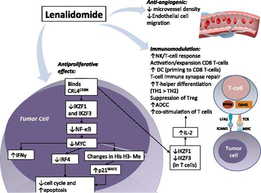Figure 1. Mechanisms of action of lenalidomide in lymphoid malignancies. Direct antitumor effects primarily mediated by lenalidomide binding CRL4CRBN, altering affinity for E3-ubiquitin ligase substrates. Lymphoid transcription factors IKZF1 (Ikaros) and IKZF3 (Aiolos) are preferentially ubiquitinated and degraded rapidly with lenalidomide, causing decreased NF-κB, decreased MYC and IRF4, increased p21WAF1, and suppression of cell cycle via degradation of cyclin-dependent kinases. There is also increased interferon production via decreased IRF4 (suppresses IFN response), which promotes cellular death. Other CRL4CRBN substrates may be affected, but are less defined. Immunomodulatory properties: Improvement in T-cell and NK-cell antitumor activity is seen with lenalidomide, including IL-2–driven costimulation of T cells (via increased degradation of IKZF1 and IKZF3 in T cells). Regulatory T cells are suppressed and there is a skewing toward Th1 population with lenalidomide. The NK- and T-cell effects of lenalidomide in lymphoma are synergistically enhanced with rituximab in preclinical studies. Anti-angiogenic properties: lenalidomide decreases angiogenesis in part via decreased microvessel density and it inhibits tumor growth and dissemination of disease through depletion of monocytes and macrophages associated with lymphangiogenesis. ADCC, antibody-dependent cell-directed cytotoxicity; Cdc42, cell division control protein 42; CLL, chronic lymphocytic leukemia; CRL4CRBN, Cullen 4 ring-E3 ubiquitin ligase–cereblon complex; FL, follicular lymphoma; His H3-Me, histone H3 methylation; ICAM-1, intercellular adhesion molecule 1; IFN, interferon; IKZF1, Ikaros; IKZF3, Aiolos; IRF4, interferon regulatory factor 4; LFA-1, lymphocyte function–associated antigen 1; MHC, major histocompatibility complex; TCR, T-cell receptor; WASp, Wiskott-Aldrich syndrome protein.