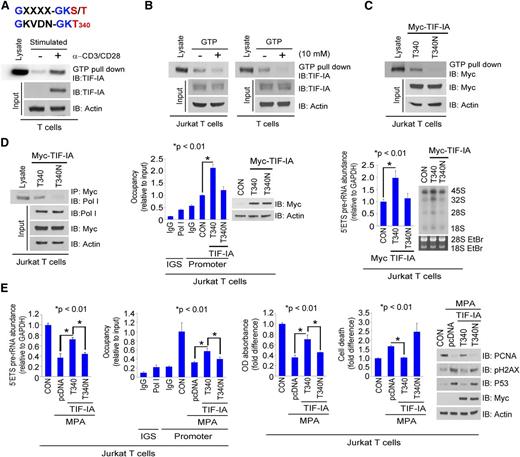 Figure 3. GTP binding is required for TIF-IA regulation of rRNA synthesis. (A) GTP binding motif in TIF-IA at amino acids 333 to 340 (top) and GTP binding by endogenous TIF-IA in primary T cells (bottom). T cells were isolated from PBMCs or were cultured in medium with anti-CD3/CD28. Lysates were incubated with GTP-agarose beads and the blots were probed with anti–TIF-IA antibody. (B) Effect of excess GTP on TIF-IA binding to GTP-agarose beads. Lysates from Jurkat or primary T cells were incubated with GTP-agarose beads in the presence or absence of GTP (10 mM). Blots were probed with anti–TIF-IA antibody. (C) Effect of a T340N mutation of TIF-IA on GTP binding. Jurkat T cells were transfected with Myc–TIF-IA or Myc–T340N–TIF-IA, and cultured for 24 hours. The lysates were incubated with GTP-agarose beads and blots were probed with anti-Myc antibody. (D) Effect of the T340N TIF-IA mutation on rRNA synthesis and Pol I binding to rDNA. Jurkat T cells were transfected with Myc–TIF-IA or Myc–T340N–TIF-IA. Lysate was incubated with anti-Myc antibody and a western blot of the precipitate probed with anti-Pol I antibody (left), densitometry measurements of Pol I binding are shown in supplemental Figure 3D, ChIP assay with Pol I antibody and western blot (middle), and 5′ETS pre-rRNA levels and RNA labeling (right). (E) Effect of TIF-IA or T340N TIF-IA overexpression on MPA-induced inhibition of rRNA synthesis and cell proliferation. Jurkat T cells were transfected with Myc–TIF-IA or Myc–T340N–TIF-IA and treated with MPA for 3 hours (left) or 24 hours (right). 5′ETS pre-rRNA and ChIP assay with Pol I antibody (left) and MTS assay, Annexin V staining, and western blot (right).