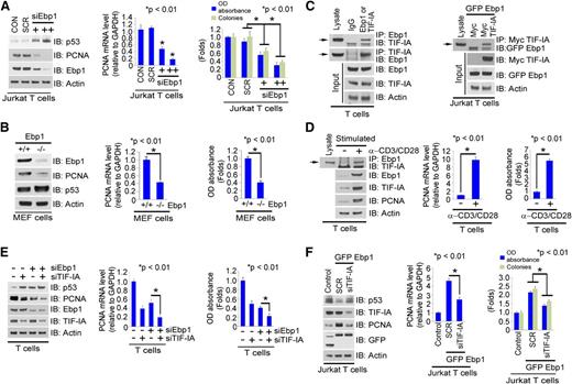 Figure 4. TIF-IA as a cofactor for Ebp1-regulated PCNA transcription. (A) Effects of Ebp1 depletion on PCNA expression and proliferation in Jurkat T cells. Cells were transfected with SCR or two concentrations of siEbp1 for 36 hours. Western blot with the indicated antibodies (left), PCNA mRNA level (middle), and MTS and colony forming assays (right). (B) Expression of Ebp1 in Ebp1+/+ and Ebp1−/− MEF cells. Western blot was probed with the indicated antibodies (left); PCNA mRNA level (middle) and MTS assay (right). (C) Interaction of Ebp1 and TIF-IA. T-cell lysate was incubated with anti-Ebp1 or TIF-IA antibody and western blots were probed with the antibodies shown (left) and Jurkat T cells were co-transfected with Myc vector alone or Myc–TIF-IA and GFP–Ebp1 (right). Cell lysate was incubated with anti-Myc antibody and the western blot probed with anti-GFP antibody. (D) Effect of T-cell activation with anti-CD3/CD28 on the interaction of Ebp1 and TIF-IA, PCNA expression, and proliferation. Lysate from resting or activated T cells was incubated with anti-Ebp1 antibody and the western blots were probed with the indicated antibodies (left), PCNA mRNA expression (middle), and MTS assay (right). (E) Effect of depletion of Ebp1, TIF-IA, or both in primary activated T cells on PCNA expression (left and middle) and cell proliferation (right). (F) Effect of Ebp1 overexpression in Jurkat T cells in the absence or presence of TIF-IA on PCNA expression (left and middle) and proliferation (right). The cells were pretreated with SCR or siTIF-IA for 24 hours and continuously transfected with GFP Ebp1 for an additional 24 hours.