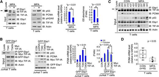 Figure 5. Effects of MPA treatment on the interaction of TIF-IA and Ebp1 and the regulation of PCNA expression in T cells. (A-B) Effects of MPA on the interaction of TIF-IA and Ebp1 and PCNA levels in cultured primary T cells. Cells were treated with MPA for 24 hours. (A) Immunoprecipitation with anti-Ebp1 antibody (far left), immunoblotting with the antibodies indicated (near left), and PCNA expression and MTS assay (near right and far right). (B) Effects of the T340N mutation on the interaction of TIF-IA and Ebp1 and PCNA expression. Jurkat T cells were transfected with Myc–TIF-IA or Myc–T340N–TIF-IA and GFP Ebp1. Immunoprecipitation with anti-GFP antibody (far left), expression of p53 and PCNA (near left), PCNA mRNA expression (near right), and MTS and colony forming assay (far right). (C) Interaction of TIF-IA and Ebp1 and expression of PCNA in primary T cells from controls or MPA-treated individuals. Primary T cells were isolated from PBMCs of healthy donors (n = 6) or MPA-treated patients (n = 5). Lysate was incubated with anti-Ebp1 antibody and the precipitate blotted for TIF-IA. (D) PCNA mRNA expression.