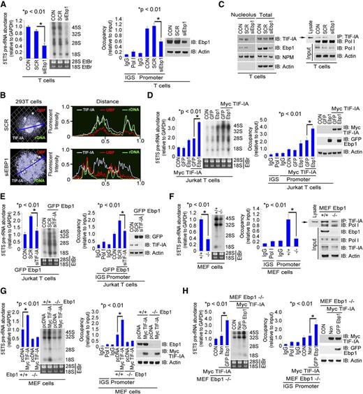 Figure 6. Enhancement of rRNA synthesis by co-expression of TIF-IA with Ebp1. (A) Effects of Ebp1 depletion on rRNA synthesis in T cells. Cultured T cells were transfected with SCR or siEbp1 (20 nM) for 36 hours. 5′ETS pre-rRNA levels and RNA labeling (left) and ChIP assay with Pol I antibody and western blot (right). (B) Effects of Ebp1 depletion on TIF-IA localization; 293T cells were transfected with SCR or siEbp1 (20 nM) for 36 hours. Cells were co-stained with anti–TIF-IA and anti-UBF antibodies (left). rDNA was labeled with a rDNA probe as described in “Methods.” Fluorescence intensity was measured along the line through 3D pictures on the left (right). (C) Effects of Ebp1 depletion on TIF-IA binding with Pol I in primary T cells. Cells were transfected with SCR or siEbp1 (20 nM) for 36 hours. Nucleoli were isolated (see “Methods”) and nucleolar or whole cell lysates were immunoblotted for TIF-IA, Ebp1, and NPM1 (left), whereas cell lysate was incubated with anti–TIF-IA and the precipitate immunoblotted with anti-Pol I antibody (right). (D) Effects of co-overexpression of TIF-IA and Ebp1 on rRNA synthesis. Jurkat T cells were co-transfected with GFP-Ebp1 and vector control or Myc–TIF-IA for 24 hours. 5′ETS pre-rRNA and RNA labeling (left) and Pol I binding by ChIP assay and western blot (right). (E) Effects of TIF-IA depletion on Ebp1-enhanced rRNA synthesis. Jurkat T cells were co-transfected with GFP-Ebp1 and SCR or siTIF-IA (20 nM) for 36 hours. 5′ETS pre-rRNA and RNA labeling (left) and Pol I binding and western blot (right). (F) Effects of Ebp1 depletion on rRNA synthesis and Pol I binding to rDNA in MEF cells. RNA and protein were extracted from MEF–Ebp1+/+ or MEF–Ebp1−/− cells. 5′ETS pre-rRNA levels and RNA labeling (left), ChIP assay with Pol I antibody (middle), and TIF-IA was immunoprecipitated and western blot probed with anti-Pol I antibody (right). (G) Comparison of effects of TIF-IA overexpression in MEF–Ebp1+/+ and MEF–Ebp1−/− cells. Cells were transfected with vector control or TIF-IA for 24 hours. 5′ETS pre-rRNA levels and RNA labeling (left) and ChIP assay and western blot (right). (H) Effects of co-overexpression of Ebp1 and TIF-IA in MEF–Ebp1−/− cells. Cells were transfected with TIF-IA alone or co-transfected with TIF-IA and Ebp1 for 24 hours. 5′ETS pre-rRNA levels and RNA labeling (left) and ChIP assay and western blot (right).