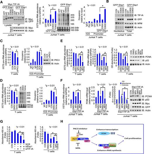 Figure 7. Additive effects of MPA and sotrastaurin in inhibiting T-cell activation. (A) Effects of Ebp1 mutated to alanine at the S360 phosphorylation site on the regulation of rRNA synthesis. Interaction of TIF-IA with Ebp1–WT, Ebp1–S360A, and Ebp1–S360D. Jurkat T cells were co-transfected with the indicated constructs of GFP–Ebp1 and Myc–TIF-IA. Lysates were incubated with anti-Myc antibody and the precipitate immunoblotted with anti-GFP antibody (left). (Middle and right) Jurkat T cells were transfected with indicated constructs of Ebp1. 5′ETS pre-rRNA and RNA labeling (middle) and Pol I binding (right). (B) Effect of S360A–Ebp1 and S360D–Ebp1 expression on TIF-IA nucleolar localization. Jurkat T cells were transfected with WT–Ebp1, or S360A- and S360D-mutated Ebp1 constructs for 24 hours. Nucleoli were isolated and western blots were performed on nucleolar or whole cell lysate with the antibodies indicated. (C) Effects of PKCδ depletion on rRNA synthesis in T cells. Cells were transfected with SCR or siPKCδ (50 nM) for 36 hours. 5′ETS pre-rRNA levels (left), Pol I binding (middle), and PKCδ expression by western blot (right). (D) Effects of sotrastaurin on rRNA levels in T cells. The cells were treated with DMSO or sotrastaurin (100 nM) for 3 hours. 5′ETS pre-rRNA and RNA labeling (left) and Pol I binding assay (right). (E) Effects of combined treatment with MPA and sotrastaurin on rRNA synthesis, PCNA mRNA levels, and proliferation in T cells. Cultured T cells were treated with DMSO, MPA (100 nM), sotrastaurin (100 nM), or both for 24 hours. 5′ETS pre-rRNA levels (far left), PCNA mRNA level (near left), MTS assay (near right), and western blot (far right). (F) Effects of combined treatment with MPA and sotrastaurin on rRNA synthesis and proliferation with overexpression of TIF-IA and Ebp1. Jurkat T cells were co-transfected with Ebp1 and TIF-IA for 24 hours and then treated as shown. 5′ETS pre-rRNA levels (far left), PCNA mRNA level (near left), MTS and colony forming assay (near right), and western blot (far right). (G) Inhibition of IL-2 secretion by T cells with depletion of Ebp1 and TIF-IA (left) or with treatment with MPA and sotrastaurin (right). Cells were co-transfected with Ebp1 or TIF-IA siRNA (left) or treated with indicated drugs for 24 hours (right). IL-2 levels were measured by enzyme-linked immunosorbent assay. The samples were run in triplicate. (H) Schematic model of the effects of TIF-IA and Ebp1 and of MPA and sotrastaurin on the regulation of rRNA synthesis during T-cell activation.