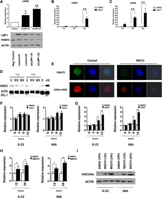 Figure 5. LMP1-mediated NF-κB activity coordinates a repressive complex to repress miR96 and promote PRMT5 expression. (A) miR96 expression was measured by qRT-PCR in a transformed LCL (60A) after LMP1 knockdown using 2 separate LMP1-specific shRNA preparations. Western blot showing the effect of LMP1 knockdown on LMP1 and PRMT5 expression is also included (bottom panel). LMP1 knockdown resulted in statistically significant increase of miR96 expression at 48 hours with both preparations. (B-C) Two transformed LCLs (60A and SR27) were incubated with the selective inhibitor of IkB kinase α (BAY11, 10 µM) and miR96 expression was evaluated by qRT-PCR. Exposure to BAY11 (10 µM) resulted in a statistically significant increase of miR96 expression at 4 hours in 60A cells and at 2 and 4 hours in SR27 compared with DMSO control. (D-E) The expression of PRMT5 and epigenetic mark, S2Me-H4R3, was evaluated by western blot and confocal microscopy in 60A cells incubated for 4 hours with BAY11 (10 µM). Actin was used as loading control and MCL-1 as control for BAY11 activity. (F-H) One immortalized (D-22) and 1 transformed LCL (60A) were incubated with a selective HDAC1,2 inhibitor (JQ12, 10 µM) (F), a broad-spectrum HDAC inhibitor (AR42, 1 µM) (G) and with a selective HDAC1,3 inhibitor (MS275, 2 µM) (H), or DMSO control. miR96 expression was evaluated by qRT-PCR at the indicated time points. The bar graph shows normalized fold expression of miR96 relative to untreated cells using GAPDH as internal control. *P < .05; **P < .01. Error bars indicate SEM. (I) Western blot of H3K14Ac in D-22 and 60A cells treated for 12 and 24 hours with MS275 (2 µM). Actin was used as loading control.