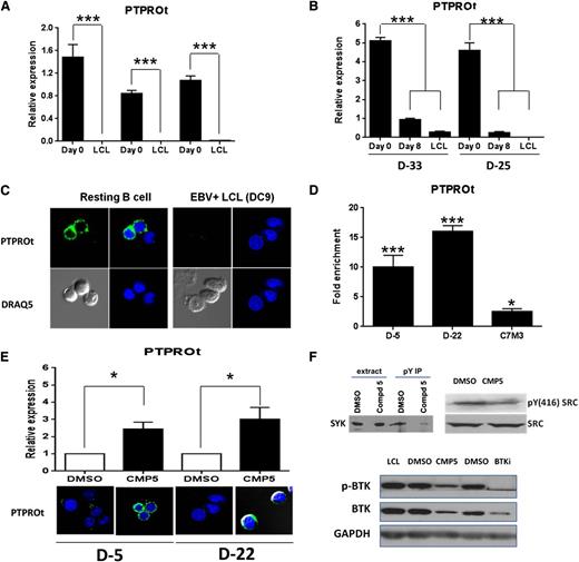 Figure 7. PRMT5 inhibition restores regulation to the BCR pathway. (A-B) PTPROt mRNA expression was measured by qRT-PCR in resting B cells (RB), immortalized B cells generated from 3 separate donors (D-9, D-22, D-27) (A) and at various time points after EBV infection of normal B cells from 2 separate donors (D-33 and D-25) (B). The bar graph shows normalized fold expression of PTPROt mRNA relative to normal B cells using GAPDH as internal control. (C) PTPROt expression assessed by confocal microscopy in resting B cells as well as in the fully immortalized lymphoblastoid cell line (D-9). (D) ChIP assay was performed on crosslinked chromatin from immortalized (D-5, D-22) and transformed B cells (C7M3) using anti-PRMT5 antibody, and the retained DNA was amplified by qPCR using PTPROt-specific primers and probe. Fold enrichment was calculated relative to the input sample. Error bars represent standard deviation of triplicate measurements. (E) PTPROt mRNA expression and protein levels were evaluated by qRT-PCR (top) and confocal microscopy (bottom) in 2 immortalized cell lines (D-5 and D-22) incubated for 24 hours with either DMSO control or a highly selective PRMT5 inhibitor, compound 5 (CMP5, 40 µM). (F) Phosphotyrosine proteins immunoprecipitated from whole-cell extracts of 60A cells incubated for 24 hours with either DMSO or CMP5 (40 µM) were separated on sodium dodecyl sulfate–polyacrylamide gel electrophoresis (SDS-PAGE) and probed with anti-SYK antibody (top left) and anti-pY(416)SRC and SRC antibodies (top right). Whole-cell extracts of 60A cells incubated for 24 hours with wither DMSO, CMP5 (40 µM), or ibrutinib (250 nM) were separated on SDS-PAGE and probed with anti-pBTK antibody, anti-BTK or GAPDH antibodies (bottom). *P < .05; **P < .01; ***P < .005. Error bars indicate SEM.