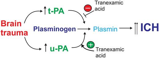 Following TBI, there is an increase in brain-derived tPA- and uPA-mediated fibrinolysis that promotes ICH. TXA blocks tPA-mediated fibrinolysis and ICH, but potentiates uPA-mediated plasminogen activation promoting ICH.