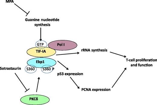 MPA inhibits guanine nucleotide synthesis and depletes GTP. This impacts the function of TIF-IA and in particular the capacity of TIF-IA to interact with Ebp1, an interaction that regulates rRNA synthesis via the interaction of TIF-IA with Pol I and transcription of PCNA, thus impacting T-cell proliferation and function. In addition, sotrastaurin inhibits PKCδ, which phosphorylates Ebp1 at position S360, a step required for PCNA expression. MPA and sotrastaurin synergize and inhibit T-cell activation and proliferation very potently by inhibiting the functional interaction between TIF-IA and Ebp1.