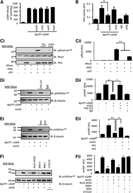 Figure 5. oxLDL inhibits cGMP signaling through a mechanism that requires CD36, Src kinases, and PKC. (A) Human platelets (3 × 108 platelets/mL) were incubated with nLDL (50 µg/mL), oxLDL (50 µg/ml), oxPCCD36 (5 µmol/L), or PAPC (5 µmol/L) prior to the addition of 8-pCPT-cGMP (50 µmol/L) for 2 minutes. Platelets were washed and lysed, and intracellular cGMP concentrations were measured by enzyme immunoassay (n = 4). (B) Human platelets (5 × 108 platelets/mL) were treated with nLDL or oxLDL (50 μg/mL) for 15 minutes, lysed, and PKG1 immunoprecipitated. Immunoprecipitates were incubated with exogenous cGMP and PKG activity measured spectrophotometrically at 450 nm. *P < .05 compared with the absence of oxLDL. (C) In an in vitro kinase assay, constitutively active rPKG (0.5 µg) was incubated with rRhoA (1 µg) for 30 minutes at 37°C. In some cases, rPKG was preincubated for 30 minutes with either xanthine (100 µmol/L)/xanthine oxidase (5 mU/mL) (X/XO) or KO2 (1 mmol/L) before addition to rRhoA. Phosphorylation was terminated by Laemmli buffer, the mixture separated by SDS-PAGE and immunoblotted for phosphoRhoA-Ser188, total RhoA, or PKG1. **P < .01 for rPKG alone compared with the presence of X/XO or KO2. (D) Washed human platelets (5 × 108 platelets/mL) preincubated with apyrase (2 U/mL), indomethacin (10 µmol/L), and EGTA (1 mmol/L) were treated with oxLDL (50 µg/mL) in the presence or absence of the CD36 blocking antibody FA6-152 or IgG (5 µg/mL) prior to the addition of 8-pCPT-cGMP (50 µmol/L) for 2 minutes. Platelets were lysed, separated by SDS-PAGE, and immunoblotted (IB) for phospho–VASP-ser239 and β-tubulin. *P < .05 compared with the absence of oxLDL and oxLDL in the presence and absence of FA6. (E) As in panel D, except platelets were treated with PP2 or PP3. *P < .05 compared with the absence of oxLDL and oxLDL in the presence and absence of PP2). (F) As in panel D, except platelets were treated with Ro31-8220, BIMI, BIMV, U73122, or BAPTA-AM prior to the addition of oxLDL (50 µg/mL) for 15 minutes and 8-pCPT-cGMP (50 µmol/L) for 2 minutes. In all figures, subpanel i shows blots representative of at least 3 experiments using different blood donors, and subpanel ii shows densitometric analysis of the blots. *P < .05 compared with oxLDL alone.