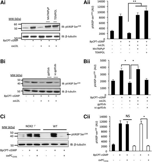 Figure 6. oxLDL inhibits cGMP-signaling through a mechanism that requires NOX2 and intracellular ROS. (A) Platelets (5 × 108 platelets/mL) were incubated with apyrase (2 U/mL), indomethacin (10 µmol/L), and EGTA (1 mmol/L) and treated with MnTMPyP (100 µmol/L) or TEMPOL (1 mmol/L) prior to the addition of 8-pCPT-cGMP (50 µmol/L) for 2 minutes. Platelets were lysed, separated by SDS-PAGE, and immunoblotted (IB) for phospho–VASP-ser239. (i) Blots are representative of at least 3 experiments using different blood donors. (ii) Densitometric analysis of the blots. **P < .01 compared with the absence of inhibitors. (B) As in panel A, except that in some cases, platelets were pretreated with gp91ds-tat or its scrambled control (both 2 µmol/L). Blots are representative of at least 3 separate experiments. *P < .05 for CGMP alone, cGMP/oxLDL, and oxLDL in the presence and absence of gp91da-tat. (C) As in panel A, except NOX2-deficient or WT murine platelets were treated with 8pCPT-cGMP (50 µmol/L) and oxPCCD36 (5 µmol/L). *P < .05 compared with the absence of oxPCCD36. NS, not significant.