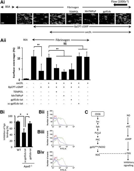 Figure 7. oxLDL and hyperlipidemia caused decreased platelet sensitivity to cGMP through NOX2. (A) Human platelets were stained with DiOC6 (1 µmol/L) for 10 minutes at 37°C, reconstituted with RBCs, treated with either nLDL or oxLDL for 15 minutes, and then perfused through fibrinogen (1 mg/mL) or bovine serum albumin (BSA)-coated capillary tubes for 2 minutes at a shear rate of 1000 s−1. (i) Shown are images representative of 3 independent experiments with separate blood donors. Scale bar, 20 µm. (ii) Data are presented as surface area coverage (%) (n = 3). **P < .01, fibrinogen compared with cGMP, and oxLDL in the presence and absence of inhibitors. (B) Blood from WT and ApoE−/− mice were stimulated with ADP (10 µM) in the presence and absence of 8pCPT-cGMP (50 µmol/L) and platelet fibrinogen binding measured by flow cytometry. (i) Data are presented as % inhibition of fibrinogen (Fgn) binding and are expressed as mean ± SEM taken from 9 individual mice for each group. *P < .05. Representative fluorescence-activated cell sorter histograms of fibrinogen binding for WT (ii), sc-gp91ds-tat (iii), and gp91ds-tat (iv). Each histogram shows fibrinogen binding at basal (red line), ADP (10 µM) (green line), and 8pCPT-cGMP (50 µmol/L)/ADP (blue line). (C) Summary of the proposed signaling pathway downstream of CD36 through which oxLDL activates gp91phox/NOX2 and suppresses PKG signaling. sGC, soluble guanylyl cyclase; NS, not significant.
