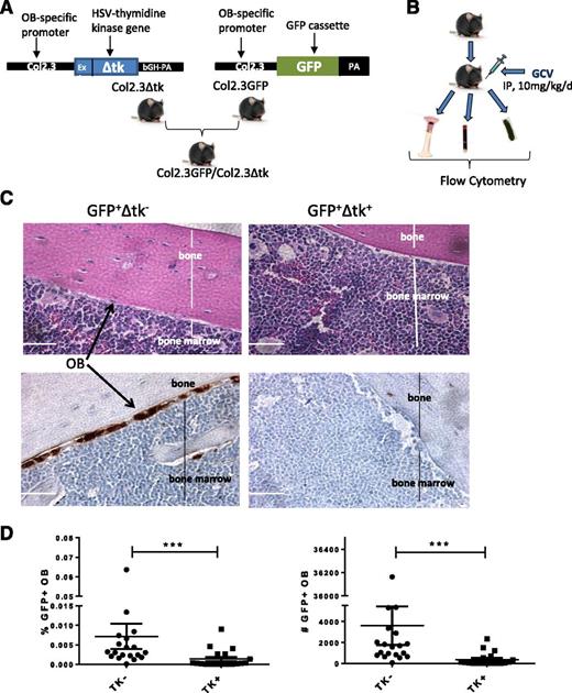 Figure 1. Ablation of BM OBs in Col2.3GFP/Col2.3Δtk mice. (A) Strategy for generation of GFP-expressing OB ablation mice. (B) Experimental procedure for OB ablation and detection. (C) (Upper) Hematoxylin and eosin staining and (lower) GFP and DAPI staining of femur sections demonstrating the presence and absence of OB following GCV treatment in control (TK−) and ablation (TK+) mice, respectively. (D) Percentage (left) and number (right) of OBs in BM following GCV treatment as detected by flow cytometry (n = 19). Error bars represent mean ± SEM. Significance values: ***P < .001.