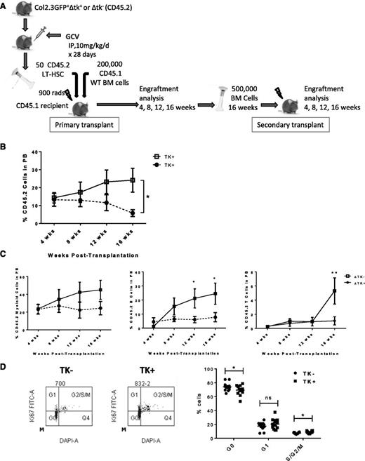 Figure 3. Engraftment of LTHSC from OB-ablated mice after transplantation. (A) Schematic representation of experimental procedure for transplantation of LTHSCs (CD45.2) selected from BM of OB ablated or nonablated mice into lethally irradiated CD45.1 wild-type recipient mice and secondary transplantation of whole BM cells from primary recipient mice into secondary recipient mice. (B) Engraftment of CD45.2 cells following transplantation of LTHSCs from control (TK−) or OB ablated (TK+) mice. (C) Engraftment of CD45.2 myeloid, B-cell, and T-cell lineages following transplantation of LTHSCs from control (TK−) or OB ablated (TK+) mice. (D) Lin− cells selected from BM of control (TK−) or OB ablated (TK+) mice were stained with LTHSC markers, fixed, permeabilized, labeled with Ki-67 and DAPI, and analyzed for cell cycle by flow cytometry. Error bars represent mean ± SEM. Significance values: *P < .05, **P < .01.