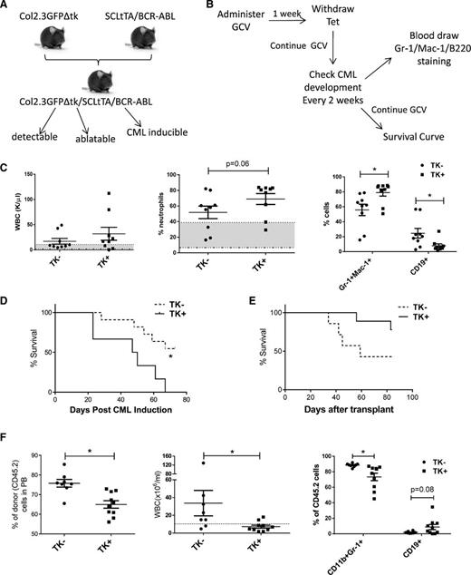 Figure 5. CML induction in OB ablation model. (A) Schematic representation of generation of OB ablation CML induction mice. (B) Schematic representation of CML induction. (C) WBC counts, percentage of neutrophils, and Gr-1+CD11b+ cells in the PB of control and OB ablated BCR/ABL mice at 6 weeks after BCR/ABL induction. (D) Survival curve for control or OB ablated BCR/ABL mice. (E-F) After 28 days of GCV treatment and 3 weeks of BCR-ABL induction, CD45.2 LTHSCs (400 cells per mouse) were sorted from control or OB ablated BCR/ABL mice and transplanted into CD45.1 recipient mice. (E) Survival curves for transplanted mice. (F) Donor cell engraftment, WBC counts, and percentage of Gr-1+CD11b+ cells in PB was monitored. *P < .05. Error bars represent mean ± SEM.