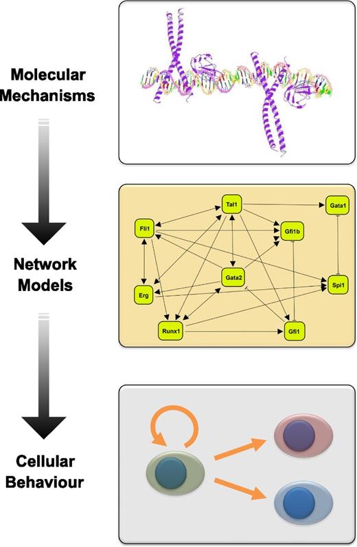 Figure 1. Regulatory network models based on mechanistic insights can advance our understanding of cellular behavior. This diagram illustrates the workflow from experimentally determined molecular mechanisms to regulatory network models that can advance our understanding of cellular decision making processes. Shown are, from top to bottom, a model of the Runx1/CEBP transcription factor complex bound to DNA, a literature curated regulatory network model connecting key HSPC transcription factors, and a diagram illustrating HSC fate decisions including the balance between self-renewal and multilineage differentiation.