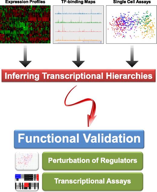 Figure 2. High-throughput technologies can be used to infer transcriptional hierarchies, but reconstruction of regulatory network models requires experimental validation of inferred regulatory connections. Shown at the top are representative examples of microarray expression profiles,73 ChIP-Seq TF binding maps,74 and single cell expression analysis,47 which can all be used to infer regulatory hierarchies. The bottom part of the figure illustrates the importance of follow-up functional experiments such as perturbation and high-throughput transcriptional assays39,40 to validate inferred regulatory connections.