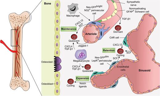 Figure 1. The adult bone marrow HSC niche. The vasculature has emerged as a key structure for the maintenance of HSCs in the bone marrow. Dormant HSCs are found around arterioles where factors such as CXCL12 and SCF secreted by perivascular, endothelial, Schwann, and sympathetic neuronal cells promote their maintenance. Less quiescent or activated HSCs are located near sinusoidal niches which are likely diverse in their influence for self-renewal, proliferation, and differentiation. Hematopoietic cells such as macrophages or megakaryocytes are examples of HSC-derived progeny that can feed back to the niche to influence HSC migration or proliferation. GFAP, glial fibrillary acidic protein; TGF-β1, transforming growth factor beta-1.