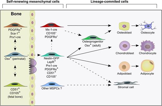 Figure 2. Hierarchy of the stromal niche cells. MSPC populations are found in both bone and bone marrow compartments and contribute to the generation of mesenchymal lineage cells that generate bone, fat, and cartilage tissues. The relationship between bone-derived MSPCs and marrow MSPCs remains unclear. Stromal cells are also thought to derive from MSPCs, but the nature or origin of most stromal cells is still obscure. Self-renewing mesenchymal cells and their progeny can be prospectively isolated by using specific surface markers and lineage tracing approaches with transgenic labeling to decipher the origin of niche cells. Arrows with solid lines indicate that one cell population that can give rise to another cell population; arrows with dashed lines indicate a relationship between cell populations that remains to be clarified. Mx-1, Myxovirus resistance-1; Prx-1, paired-related homeobox-1.