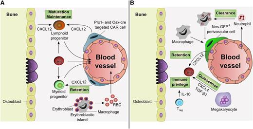 Figure 3. Progenitor niches and influence of differentiated progeny. (A) Microenvironment-promoting progenitors. Stromal cells labeled by Prx1-cre or Osx-cre and expressing CXCL12 (CAR cells) have been shown to regulate both lymphoid progenitor maturation and myeloid progenitor retention. Depletion of CXCL12 in Osx-cre–targeted stromal cells depletes B-lymphoid progenitor cells and induces the mobilization of myeloid progenitors from the bone marrow. Macrophages also constitute the central unit of the erythroblastic island allowing erythroblasts to mature and generate red blood cells (RBCs). (B) Regulation by HSC progeny. Macrophages promote HSC retention in the bone marrow by regulating CXCL12 production from Nes-GFP+ perivascular cells. Macrophage-mediated clearance of neutrophils inhibits the retention signals, which allows HSC mobilization. Regulatory T cells (Treg) enable an immune privilege site, protecting HSCs against rejection following allogeneic transplantation. Megakaryocytes localize with HSCs and promote their quiescence. IL-10, interleukin-10.