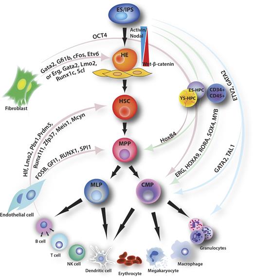 Figure 1. Routes for HSC engineering. Directed differentiation of ES and iPS cells relies on morphogens and growth factors to recapitulate hematopoietic development in vitro. Direct conversion utilizes TFs to force somatic cells to switch cell fate without transitioning through normal developmental intermediates. TF combinations employed to convert heterologous cell types to hematopoietic cells are listed. Combinations in lowercase indicate conversions in mouse cells and those in uppercase represent conversions in human cells. Conversions from PSCs comprise a distinct approach. The pink arrows show direct conversions between cell types, the blue arrows show direct hematopoietic induction from PSCs using TF combinations, and the green arrows represent a hybrid strategy of directed differentiation and direct conversion, termed “respecification.” Extensive molecular analysis must be combined with functional interrogation to assess the relatedness of the engineered cell types to their native counterparts. ES/iPS, embryonic stem/induced PSCs; MPP, multipotent progenitor; MLP, multilymphoid progenitor; NK, natural killer; CMP, common myeloid progenitor; ES-HPC, embryonic stem-derived hematopoietic progenitor cells; YS-HPC, yolk sac-derived hematopoietic progenitor cells.