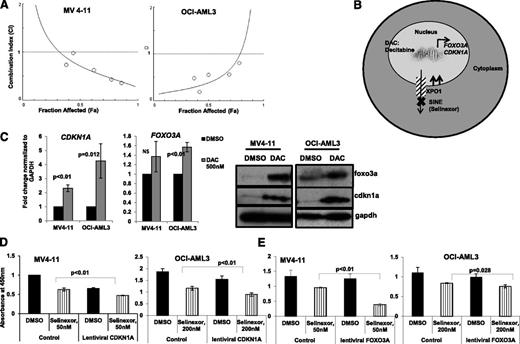 Figure 1. Decitabine priming enhances selinexor antileukemic effects in vitro. (A) CI plots of decitabine (DAC) with selinexor. The effect of the combinations was assessed by WST-1 assay after initial priming with DAC (24 hours) followed by selinexor treatment for 24 hours. The doses for both drugs were chosen according to their individual IC50 (twofold dilutions), which were determined by using the WST-1 assay (supplemental Table 1). Because DAC was given for 48 hours, we determined the DAC IC50 at 48 hours. The IC50 for selinexor was determined at 24 hours because the treatment with this drug was shorter. The effects of the combinations were calculated by using CalcuSyn software, where CI < 1 indicates synergy, CI = 1 is additive, and CI > 1 is antagonistic. (B) Schematic illustrating the hypothesis. (C) Fold change in CDKN1A and FOXO3a messenger RNA (mRNA) expression by real-time polymerase chain reaction (PCR) (24 hours) and western blot (48 hours) of the same to show change in protein expression. (D) WST-1 assay of cell lines treated with control or lentiviral vector expressing CDKN1A (p21) followed by selinexor treatment. (E) WST-1 assay of cell lines treated with control or lentiviral vector expressing FOXO3A followed by selinexor treatment. Selinexor was introduced to cell culture 24 hours after transfection. Assays were performed at indicated time points.