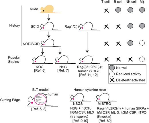 Figure 1. Development of immunodeficient mice for xenograft studies. Discovery of nude and SCID mice, in which T cells or T/B cells are deficient, contributed to the early-phase development of xenograft models. NOD/SCID mice, which harbor defects in T, B, and macrophage activity, supported higher levels of human engraftment and promoted the further development of xenomodels. Currently, mice with almost no murine immunity, such as NOG and NSG mice, are widely in xenograft studies. Variations of these strains including the BLT model and human cytokine mice are becoming available to provide optimal xenomodels for specific studies.
