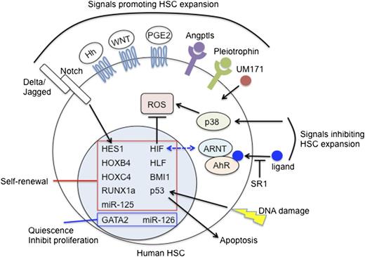 Figure 2. Regulators of human HSCs. Genes and pathways regulating human HSC function have been identified using xenograft models. Self-renewal, proliferation, differentiation, and apoptosis of human HSCs are regulated by the interplay of these stimulatory and inhibitory modulators. AhR, aryl hydrocarbon receptor; SR1, StemRegenin; Angptls, angiopoietin-like proteins; Hh, hedgehog; PGE2, prostaglandin E2.
