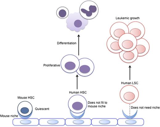 Figure 3. The mouse niche may not support human HSCs in xenograft models. Mouse HSCs interact with the niche, which promotes quiescence. Several observations suggest that the mouse niche does not support human HSCs to maintain quiescence and stemness. As a result, human HSCs are proliferative in xenograft models, which leads to HSC differentiation. Human LSCs from aggressive types of leukemia do not appear to require the support from the mouse niche to maintain leukemic growth.