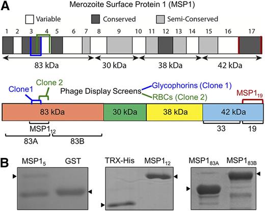 Figure 1. Domain organization of recombinant MSP1. (A) MSP1 is grouped into 17 blocks classified as conserved, semiconserved, or variable. The diagram shows 4 subunits of MSP1 following the action of subtilisin-1.26 Two independent overlapping phage clones of MSP1 are indicated. Clone 1, identified in the screen using purified glycophorins, consists of amino acids 204 to 250, whereas clone 2, identified in the screen against neuraminidase-treated RBCs, encodes amino acids 240 to 279. The MSP112 construct incorporates both clones 1 and 2. The respective locations of MSP183A, MSP183B, and MSP119 are also annotated. (B) Coomassie-stained sodium dodecyl sulfate–polyacrylamide gel electrophoresis of MSP1 fusion proteins includes MSP15, containing amino acids 204 to 250 from phage clone 1. MSP112 (amino acids 194-296) expresses a relatively stable protein encompassing both phage clones. MSP183A and MSP183B cover the entire 83-kDa N-terminal subunit of MSP1.