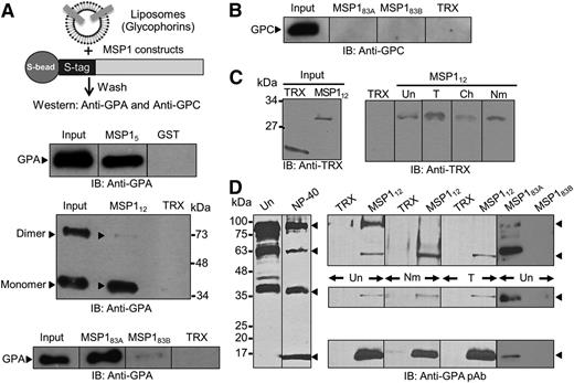 Figure 2. MSP1-GPA binding assays. (A) MSP1 fusion proteins containing an S-tag (GST in MSP15) were immobilized to S-beads (or glutathione beads) and incubated with glycophorin-containing liposomes. Bound proteins were detected by immunoblotting (IB). The TRX fusion protein containing an S-tag and GST were used as negative controls. MSP112 showed specific binding to GPA relative to control in both the monomer (lower band) and dimer species of GPA (upper band). Binding of GPA dimer was detected under mild conditions of beads washings, whereas the GPA monomer binding was observed under both mild and stringent conditions. GPA binding to MSP183A and a very faint signal to MSP183B were also observed. (B) Immunoblotting against GPC did not detect any signal to either MSP183A or MSP183B fusion proteins. (C) RBC binding assay. Bound proteins were eluted by high salt and detected by immunoblotting. MSP112 showed specific binding to RBCs irrespective of their treatment with trypsin (T), chymotrypsin (Ch), or neuraminidase (Nm). Untreated RBCs (Un) were used as control. (D) Detection of GPA species in the detergent-solubilized human RBC ghosts by immunoblotting. Four specific bands of GPA were detected corresponding to homodimer, heterodimer, monomer, and a previously unrecognized 18-kDa band in the NP-40–solubilized ghosts. Immunoblotting using a polyclonal antibody (pAb) against GPA showed specific binding of MSP112 and MSP183A, but not MSP183B, to multiple species of GPA.