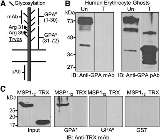 Figure 3. Characterization of the MSP1-GPA interaction. (A) GPA, a single transmembrane protein, shows significant glycosylation in the extracellular domain that can be removed by neuraminidase treatment. The approximate locations of the sites recognized by the monoclonal antibody (mAb) and polyclonal antibody (pAb) are indicated. The trypsin cleavage of GPA occurs at 2 distinct arginine residues (Arg31 and Arg39) on the extracellular domain. The extracellular domain of GPA was expressed as 2 nonoverlapping contiguous segments designated as GPAo and GPA*. (B) Both untreated (Un) and trypsin-treated (T) erythrocyte ghosts were tested by immunoblotting (IB) using monoclonal and polyclonal antibodies against GPA. (C) Binding of MSP112 to the trypsin-resistant segment of GPA (GPA*, amino acids 31-72) was detected by immunoblotting against TRX. The trypsin-sensitive segment of GPA (GPAo, amino acids 1-30) was also expressed and tested under identical conditions. Because both fusion proteins contained the GST-tag, GST was also used as a negative control.