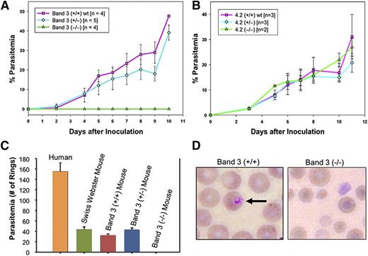 Figure 4. Resistance of band 3–GPA–deficient mice to malaria infection. (A) P yoelii 17XL infection to wild-type (band 3+/+), heterozygous (+/−), and band 3–GPA–deficient (−/−) mice in vivo as described in “Materials and methods.” (B) P yoelii challenge in mice deficient of protein 4.2. (C) Human and mouse RBCs were challenged with P falciparum in vitro and the ring-stage parasites were counted. No invasion of P falciparum was detected in band 3–GPA–deficient (−/−) RBCs during the first cycle of invasion in vitro. (D) Representative images of RBCs from infected wild-type (+/+) and band 3–GPA–deficient (−/−) mice (from panel C) indicate the relative intact morphology of mutant RBCs under the in vitro invasion conditions. Wright-Giemsa was used for staining and images were observed at ×100 magnification. It is noteworthy that the putative regions of P falciparum MSP1 that bind to band 3 (MSP119) and GPA (MSP112) show 48.5% and 43.8% sequence identity, respectively, with their counterparts in P yoelii MSP1.