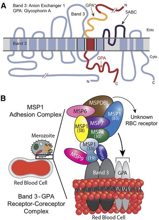Figure 5. Model of malaria MSP1–RBC receptor complex. (A) Band 3 and GPA are known to exhibit close physical association in the RBC membrane. The 5ABC region of band 3 that binds to malaria MSP119 (dark blue) is adjacent to GPA* (orange), which binds to MSP112, as adapted from Williamson and Toye.48 (B) Proposed model of malaria merozoite adhesion to erythrocyte by engaging the MSP1 protein complex with host band 3–GPA receptor/coreceptor complex. The recently identified MSPDBL proteins of the MSP1 complex are also shown.47