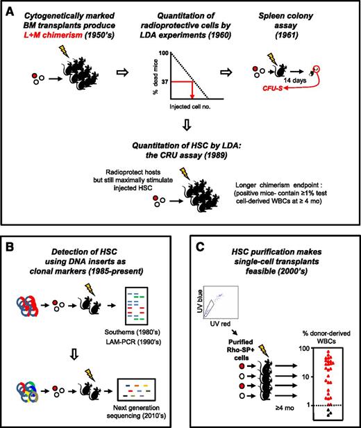 Figure 1. Historical sequence of methods used to detect and quantify mouse HSCs in vivo. (A) Development of LDA approaches to identify the transplantable cells that can rescue mice permanently from radiation-induced lethality by regenerating the inactivated blood-forming system of the host. (B) Genetic approaches to track HSCs by detection of their long-lived clonal outputs in transplanted recipients. Random sites of vector integration into the DNA of the regenerated progeny of transduced transplanted cells were the first unique DNA identifiers used.3,4 More recently, uptake of a single vector encoding a short unique “barcode” sequence from a diverse vector library has been used as a clonal tracking strategy.94-97 (C) Advances in LTRC purification enabling single-cell transplants to reveal the diversity of long-term clonal white blood cell outputs of individual HSCs as previously suggested by limiting dilution transplants and vector-marking experiments. Data shown are for purified Rho−SP+ LTRCs (HSCs) adapted from Uchida et al5 (with permission from Experimental Hematology.) BM, bone marrow; L+M, lymphoid + myeloid; mo, months; LAM-PCR, linear amplification mediated polymerase chain reaction; SP, side population; UV, ultraviolet; WBCs, white blood cells.