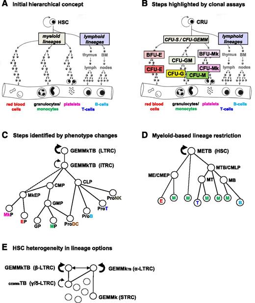 Figure 2. Hierarchical models of HSC self-renewal and differentiation. Increasingly complex models of HSC differentiation hierarchies reflecting historically changing information about the numbers and types of lineages obtained from single-mouse “HSCs” in various in vitro and in vivo systems. (A) Initial view showing all lymphoid and all myeloid potentialities as the first lineage groupings to be segregated. (B) A more detailed view of the compartmentalization of intermediate, lineage-restricted progenitor subsets based on their behavior in short-term in vitro colony assays and properties allowing their separate isolation. (C) Map of early lineage restriction events based on the predominant functional activities of particular cell phenotypes (redrawn from Figure 1 of Seita and Weissman.38 (D) Concept of multiple origins of GM cells derived from examination of the lymphoid and myeloid activities elicited from different subsets of mouse hematopoietic cells in vitro. The hierarchy shown in this case has been adapted from Figure 1E of Kawamoto et al.107 (E) Differences in lineage potentialities exhibited by LTRCs with durable (serially transplantable) self-renewal activity (HSCs) as reported by Dykstra et al41 and Benz et al.44 BFU-E, burst-forming unit-erythroid; E, erythroid; G, granulocyte; GEMM, granulocyte, erythrocyte, monocyte, megakaryocyte; Mk, megakaryocyte; NK, natural killer; DC, dendritic cell; T, T-lymphoid; B, B-lymphoid; STRC, short-term repopulating cell.