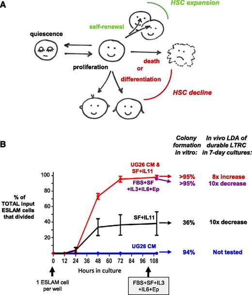 Figure 3. HSC viability, mitogenesis and self-maintenance can be separately regulated by different external cues. (A) Schema showing the multiple responses that can affect HSC numbers. (B) Demonstration that different extrinsic conditions can separately regulate the survival, proliferation, and self-renewal responses of highly purified, durable LTRCs assessed in single-cell cultures. Shown are examples of different in vitro conditions in which full LTRC activity of the surviving input cells was maintained for 7 days either in the absence of cell death or division, or under different conditions that variably kept the input cells alive but maximally stimulated mitogenesis of the survivors. Also shown are conditions that supported full survival and mitogenesis of the same input cells, but with substantial loss of their original LTRC activity (redrawn from data published in Wohrer et al65 with permission). ESLAM, EPCR+CD48−CD150+; FBS, fetal bovine serum; EP, erythropoietin; SF, Steel factor; CM, UG26 stromal cell conditioned medium; LDA, limiting dilution assay.