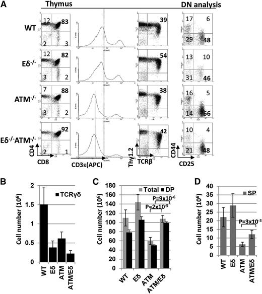 Figure 1. Deletion of Eδ partially rescues lymphocytopenia in ATM-deficient mice. (A) Representative flow cytometric analyses of premalignant thymocytes from wild-type (WT), ATM−/−, Eδ−/−, and ATM−/−Eδ−/− mice (4-6 weeks). (B) Total thymic γδ cell number counts (×106). (C) Total number of thymocytes and DP cells (×106). (D) SP cell number counts (×106). Data represent the average ± standard deviation from at least 5 independent mice of each genotype (see supplemental Figure 1A for details). The P values between 2 genotypes were calculated based on the 2-tailed Student t test assuming unequal variance. Supplemental Figure 1B summarizes the P value from pairwise comparison for total, DP, and SP thymocytes between different genotypes.