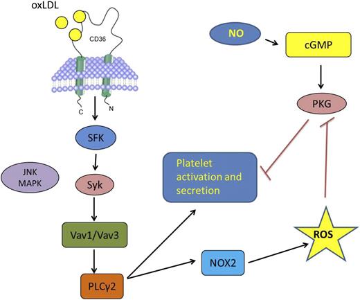 The oxLDL interaction with CD36 on the surface of a platelet triggers a signaling cascade involving specific SFK, syk, MAPK c-Jun N-terminal kinase, Vav-family guanine nucleotide exchange factors, and PLCγ2, leading ultimately to the activation of the NOX2 isoform of NADPH oxidase and generation in intracellular ROS, including superoxide ion. This pathway leads directly to platelet activation and secretion, and the studies by Magwenzi et al showed that ROS also contribute to platelet activation by inhibiting the NO/cGMP/PKG pathway that normally serves as an inhibitor or “brake” on platelet activation.